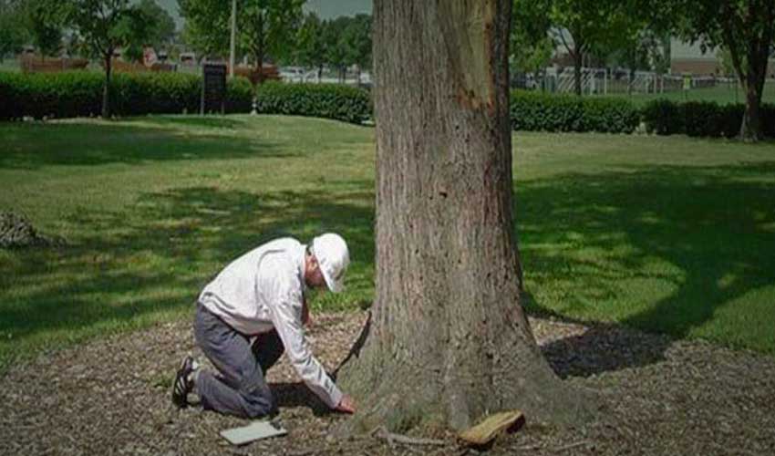Photo of Arborist Evaluating the Health of a Tree