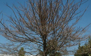 crown dieback caused by the Emerald Ash Borer