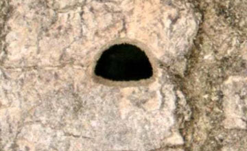 exit holes caused by Emerald Ash Borer Infestation