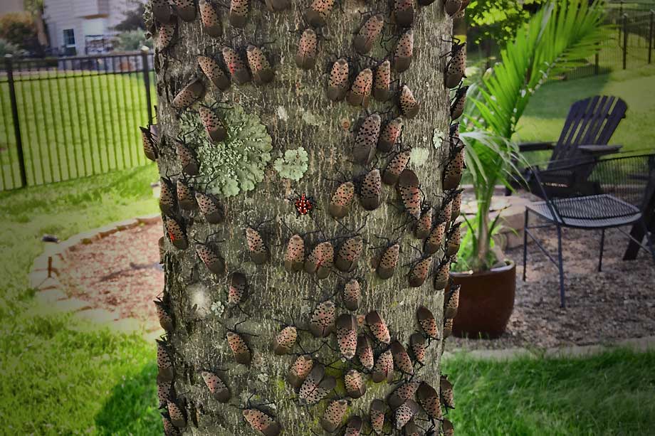Spotted Lanternflies all over a tree trunk