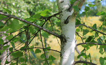 birch trees attract the spotted lanternfly