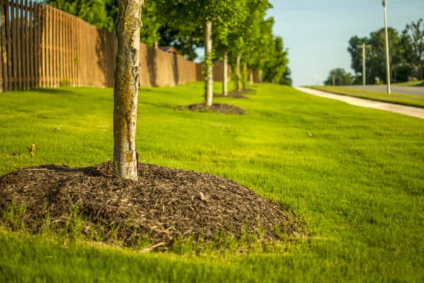 Landscaped Trees with Mulch