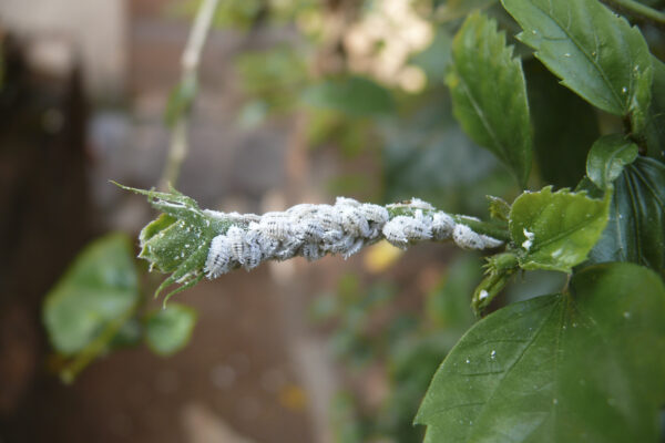 Tips for Scale Insect Control & Prevention