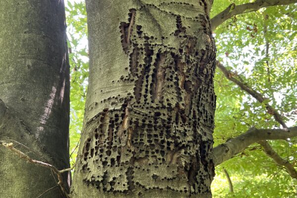 Dutch Elm Disease in West Chester, PA, and Surrounding Areas