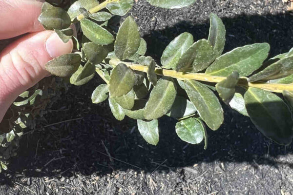 how to prevent spider mites