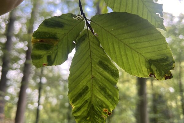 How Does Beech Leaf Disease Spread?